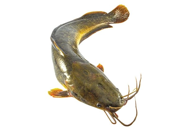 Fresh African catfish