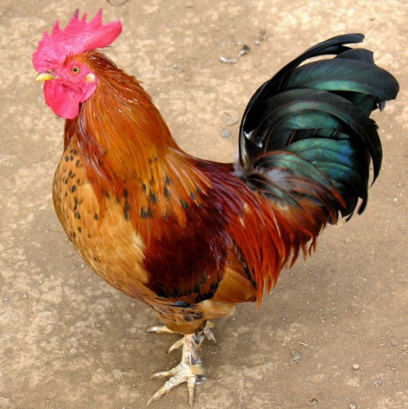 Pasture-raised cockerel