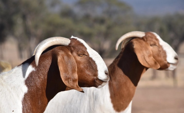 Two healthy boer sheep on a Sunyani farm