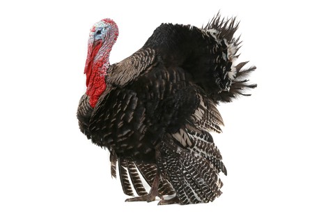 Mature turkey bird